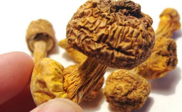 巴西菇、姬松茸烘干机-怎样烘干色泽好且菇体褶片完整?