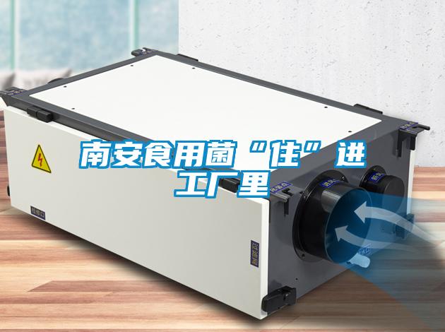 南安食用菌“住”进工厂里