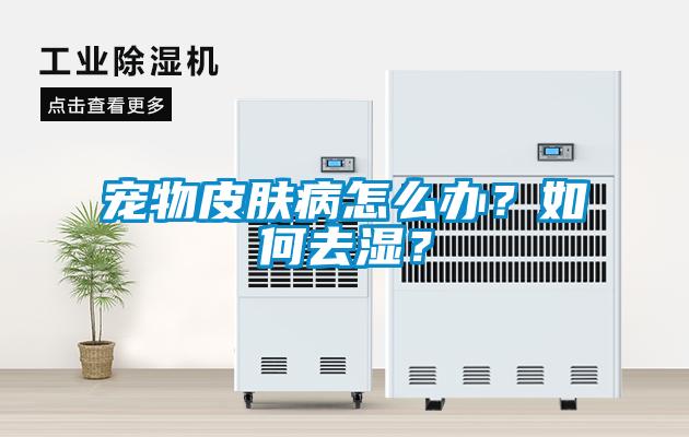 宠物皮肤病怎么办？如何去湿？