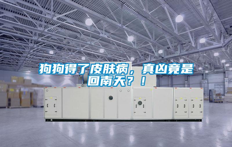 狗狗得了皮肤病,真凶竟是回南天?!