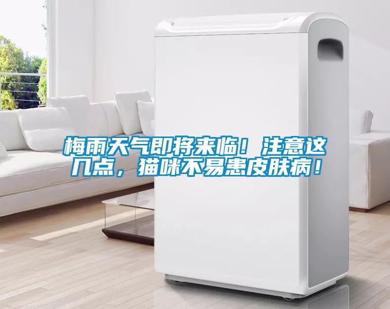 梅雨天气即将来临！注意这几点，猫咪不易患皮肤病！