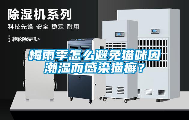 梅雨季怎么避免猫咪因潮湿而感染猫癣？