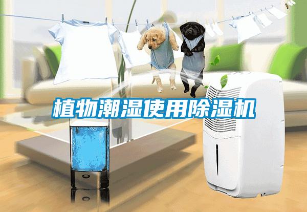 植物潮湿使用除湿机