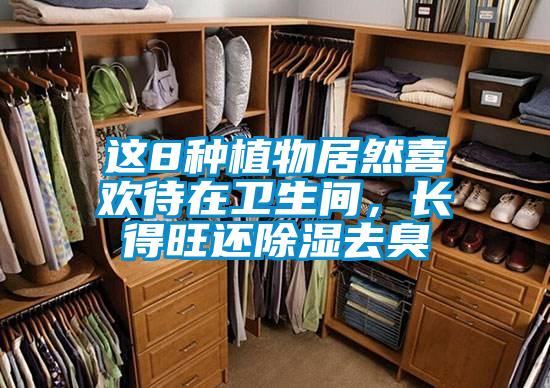 这8种植物居然喜欢待在卫生间，长得旺还除湿去臭