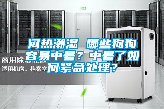 闷热潮湿 哪些狗狗容易中暑?中暑了如何紧急处理?