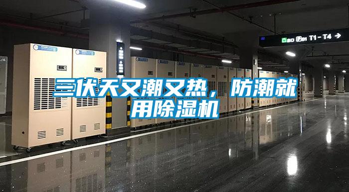 三伏天又潮又热，防潮就用除湿机