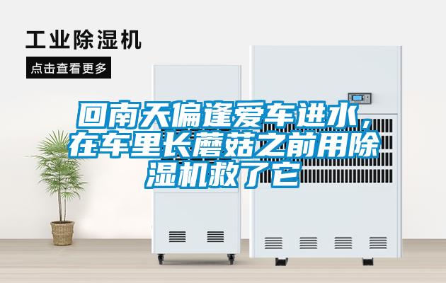 回南天偏逢爱车进水，在车里长蘑菇之前用除湿机救了它
