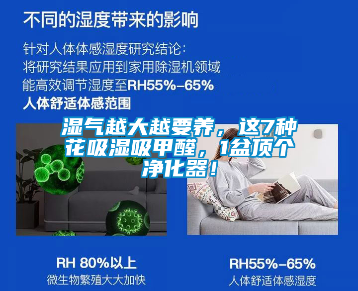 湿气越大越要养，这7种花吸湿吸甲醛，1盆顶个净化器！